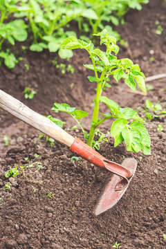 Hilling and taking care of potato bushes with hoes in the garden. Gardening concept.