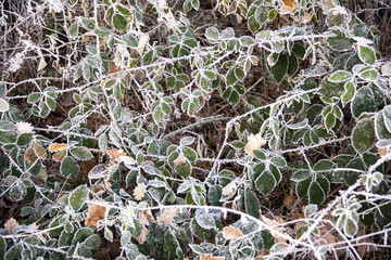Gefrorene Blätter und Äste