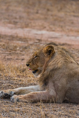 Young male lion in profile