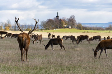 Herd of deer with church in background, sunny autumn day, Czech Republic