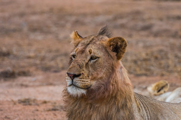 Young male lion in profile