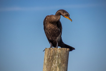 A cormorant is sitting on a pier as it is grooming itself. The bird is looking at the photographer with one eye. A blue sky is in the background.