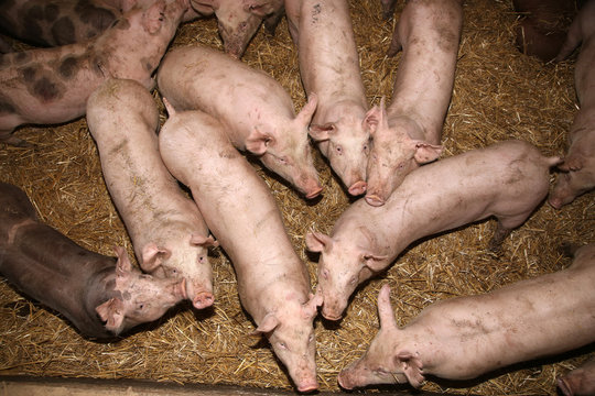 Piglets growing up at an industrial animal farm