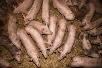 Above photo of pink colored piglets in the barn