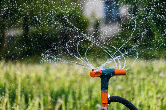 Gardening irrigation system watering green plants. Rotation sprinkler and splash water drops. Agricultural background with limited depth of field.