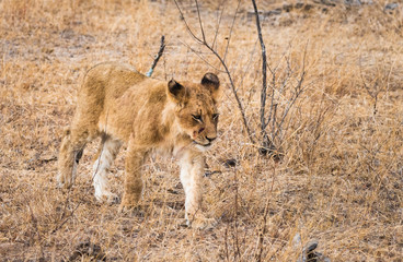lion cub walking through bush