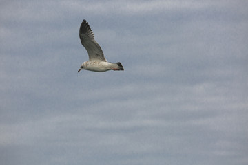A flying bird