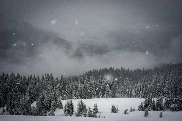 Fototapeta premium The snow falls in the mountains. The forest is covered with snow.