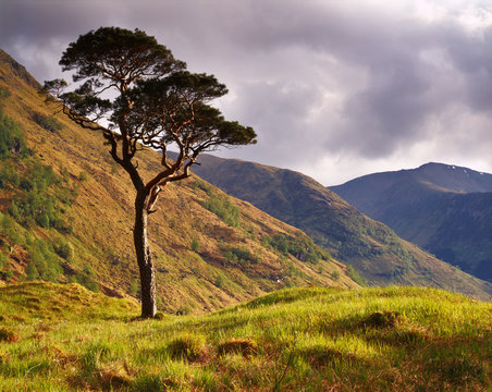 Lone Pine, Glen Nevis, Scottish Highlands