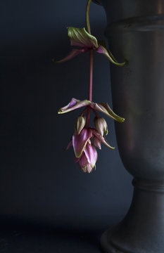 Design and nature Medinilla Magnifica, Orchid Flower