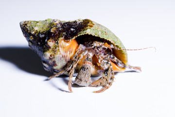 hermit crab in a shell