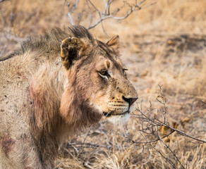 Profile of young male lion