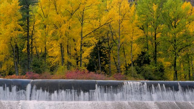 Amazing colors of the fall. Autumn forest on the riverside. Wenatchee River. Leavenworth, Central cascades, WA, USA. Landscape video. Nature video. 4K, 3840*2160, high bit rate, UHD