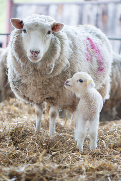 Newborn lamb looking at its Mother