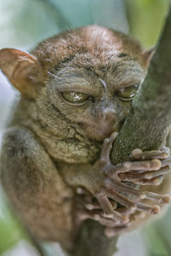 Tarsier Bohol
