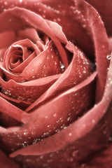 Roses,flower background for Valentine's day.