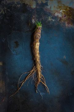 Salsify