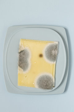 Slices of cheese with mold