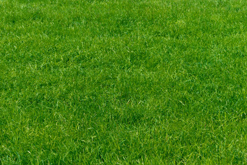 Green grass texture from a field