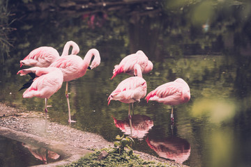 Group of  flamingo  standing in water