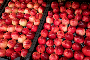 nectarines in the market