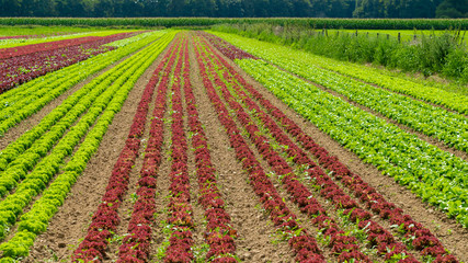 Rows of salad on a large agriculture field