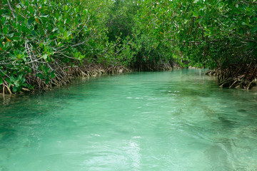 Turquoise stream or lagoon and mangrove trees                       © Fotocat4