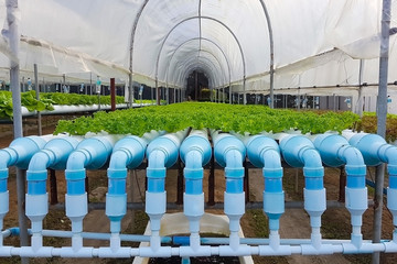 Organic hydroponic vegetable garden