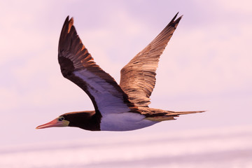 Obraz premium Brown Booby