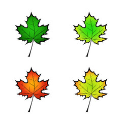 color variation vector illustration of a maple leaf