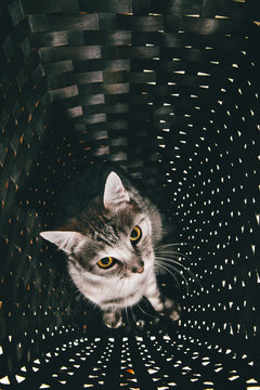 Purebred cat in cage