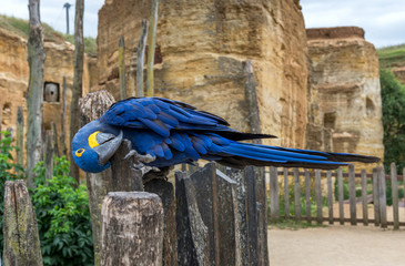 Hyacinth macaw parrot     © kamira