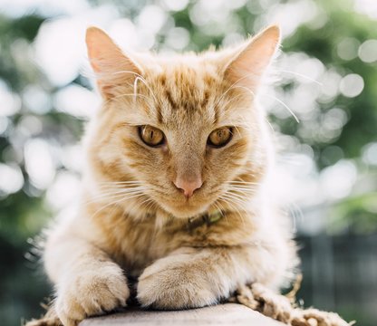 Tom Cat
