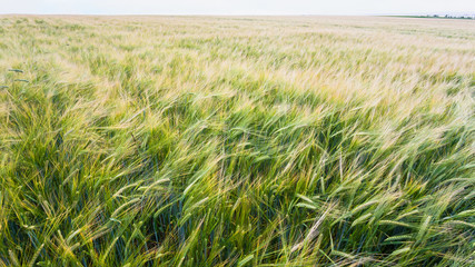 view of barley field in France