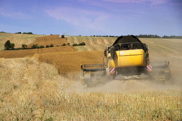 Combine harvester working on harvest of rapeseed field. Work on agricultural land during the summer. 