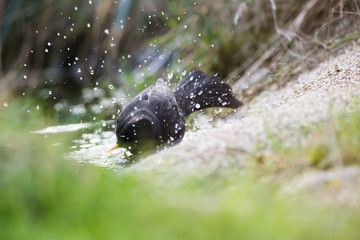 European common blackbird bathing in a puddle of water