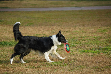 A Border collie on the lawn