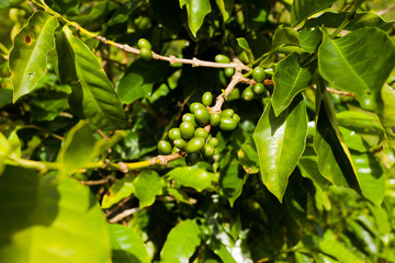 jamaica coffee blue mountains green