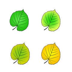 Fototapeta premium color variations vector illustration leaf linden