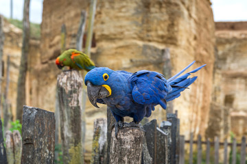 Obraz premium Hyacinth macaw parrot