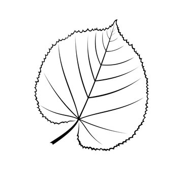 black and white vector illustration of a leaf of linden