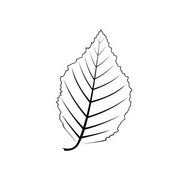 black and white vector illustration of the alder leaf
