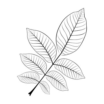 black and white vector illustration of a walnut leaf