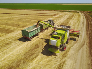Harvester loading trailer with wheat. Aerial shot of farmers working on the wheat field with...