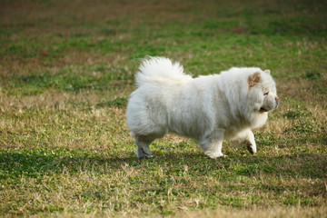 A white Pine lion dog on the lawn