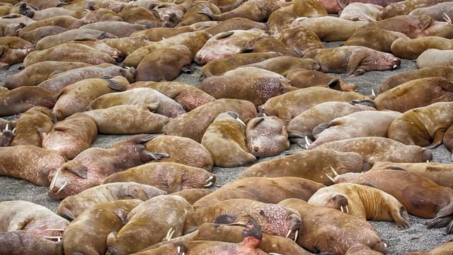 Atlantic walruses at haul out sites are sleeping
