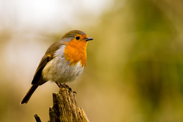 Robin