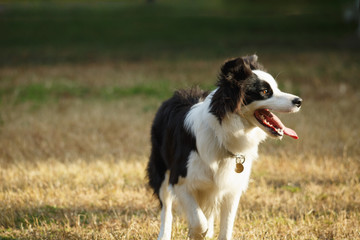 A Border collie on the lawn