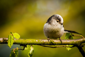 Fototapeta premium Wagtail