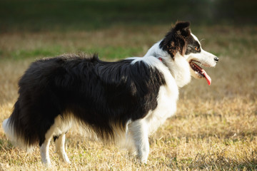 A Border collie on the lawn